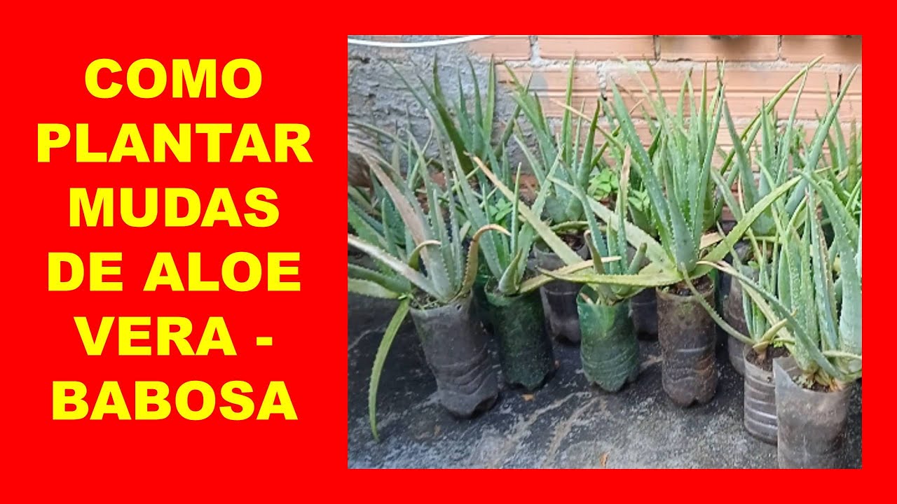 COMO PLANTAR MUDAS DE ALOE VERA - BABOSA