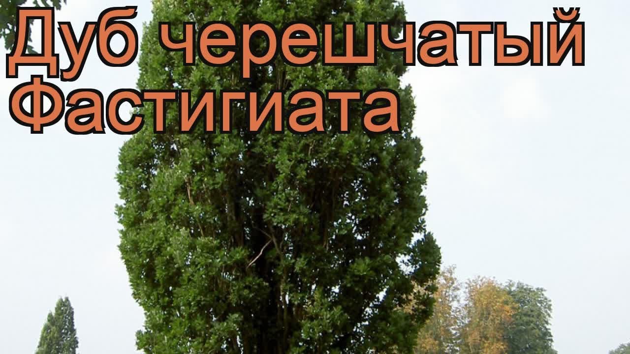 Дуб черешчатый Фастигиата (quercus robur fastigiata) 🌿 обзор: как сажать, крупномеры дуба Фастигиата