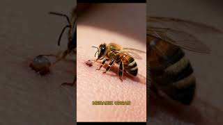 Lebah: Pahlawan Kecil Penari GPS yang Menyelamatkan Dunia! #Lebah #HoneyBee #FaktaLebah#HewanUnik