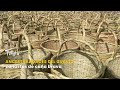 Ancestralidades del Guavio canastos de caña brava - TvAgro por Juan Gonzalo Angel
