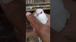 Diamond Dove Opal Female