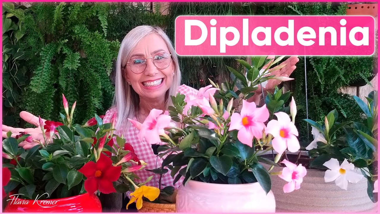 🌸Planta Dipladenia | Flávia Kremer