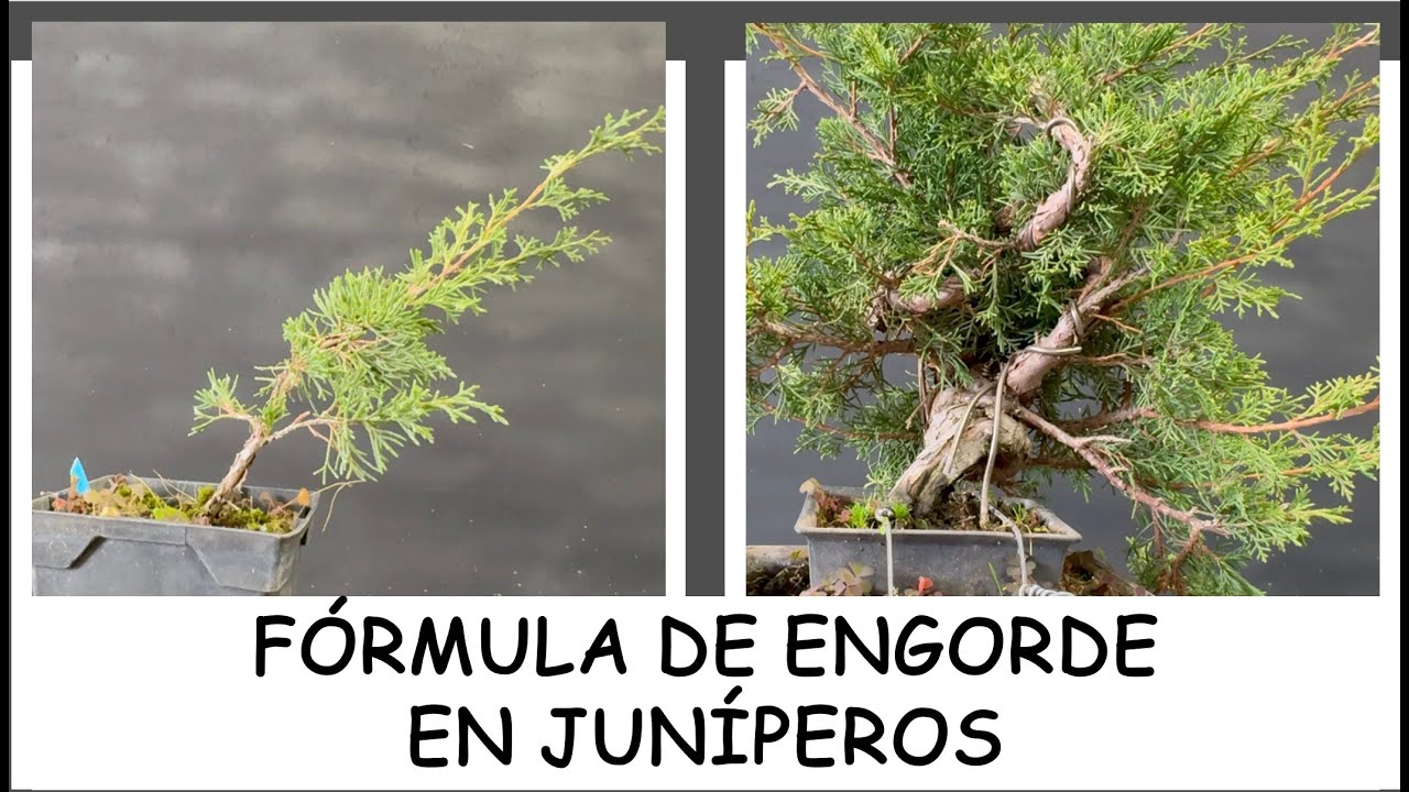 FÓRMULA DE ENGORDE EN JUNÍPEROS