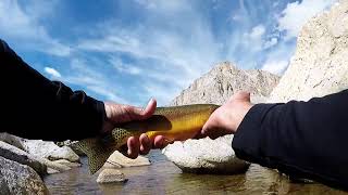 WwA Trout Fishing Highlights #66 (Music by Televisions)