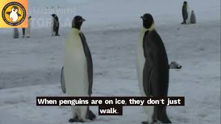 "Why do penguins waddle?"