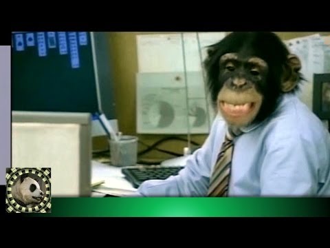Office full of Chimpanzees and Jackasses