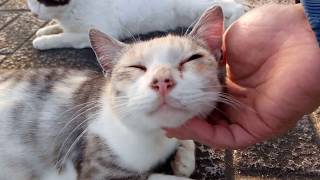 公園で三毛猫ママをナデナデしていたら娘猫ダッコちゃんもやって来た