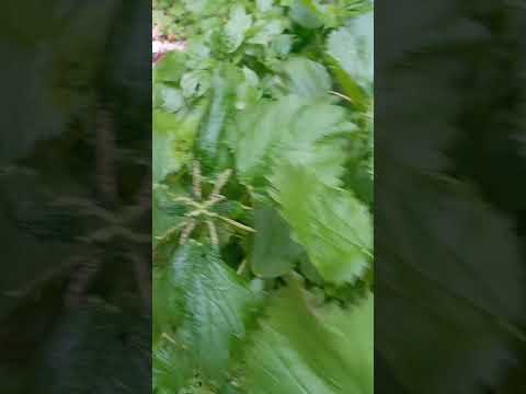 الحريقة والهندباء خط احمر لاتقدمها مسمومة اللهم اني بلاغت اخي المولوع نصائيح مجانبة وبتجريبة