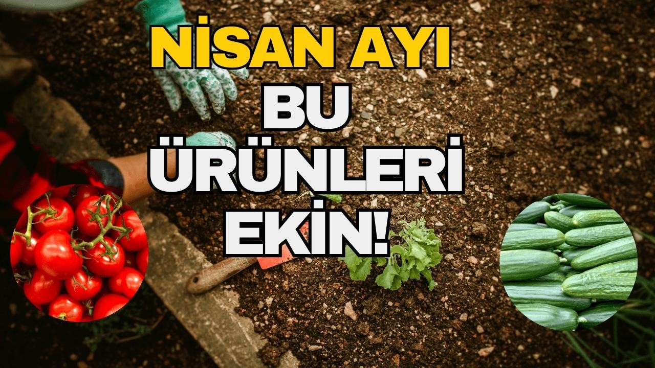 Nisan ayı ekilebilecek en verimli sebzeler ve bakım sırları!