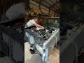 Breaking in Small block Chevy! V8 S10 first fire! #chevy #Sbc #engine #motor #hotrod #mintruck #v8
