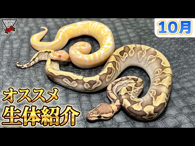 SWAG's Top Picks | October's Recommended Reptiles: Ball Pythons