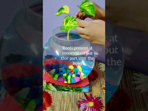 #Shorts ll How to grow Moneyplant in FISH BOWL🐟🐠 #Fish bowl decorating ideas with Money