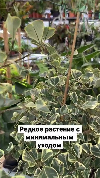 Фикус Триангулярис вариегатный Свитхарт - YouTube