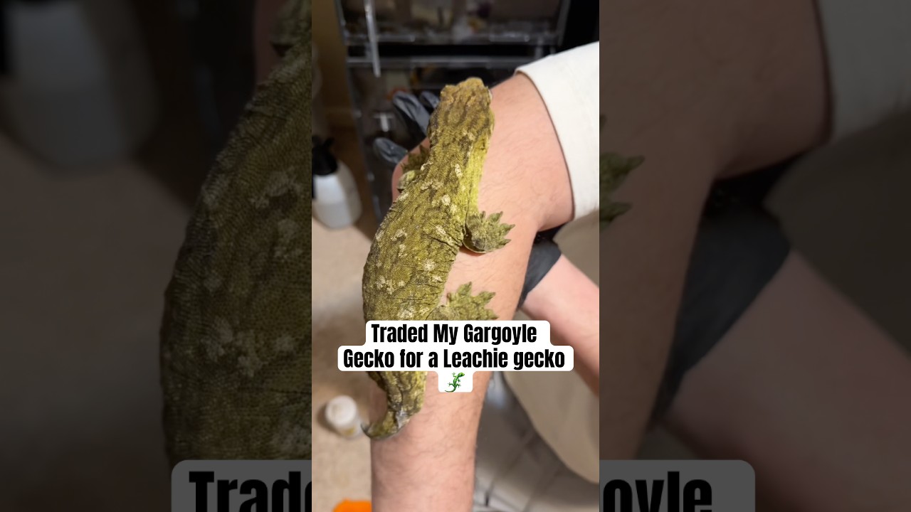 Traded my gargoyle gecko for a female leachie 😮 🤯 