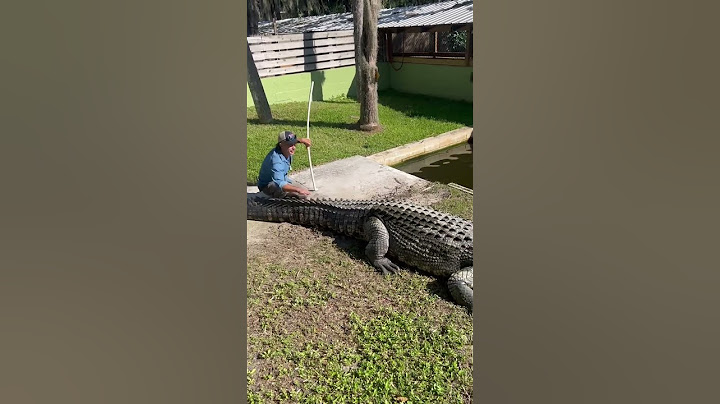 jacaré atacando seu cuidador no zoológico