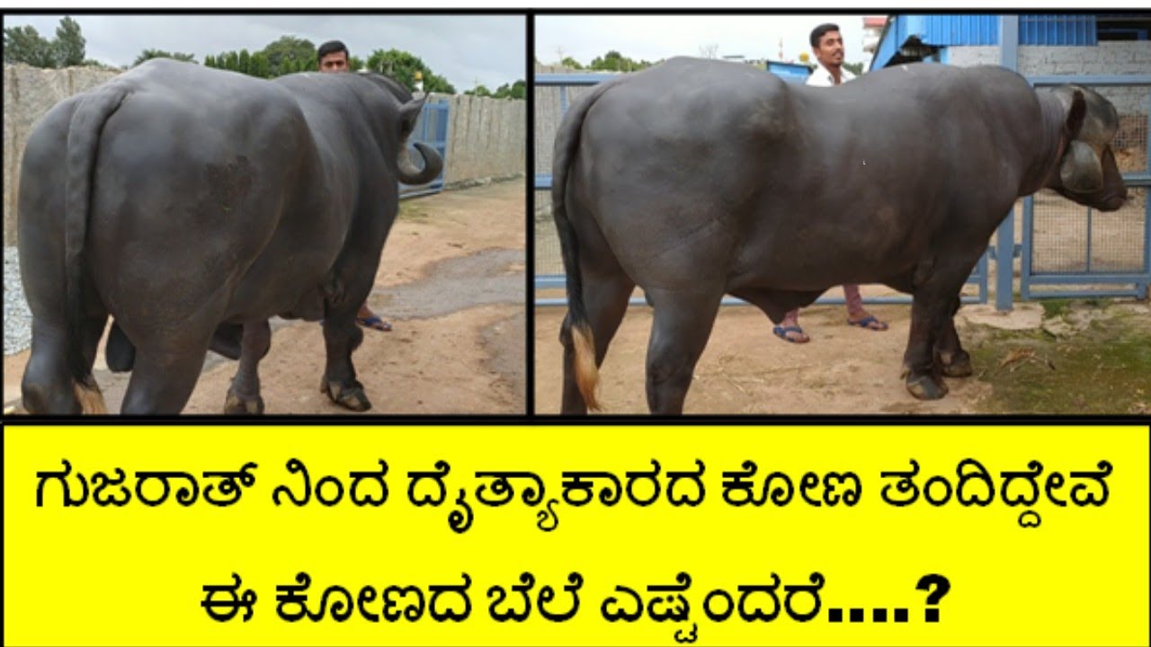 50 H F ಹಸುಗಳನ್ನು ಮಾರಿ ಉತ್ತಮ ತಳಿಗಳ 50 H F ಕರುಗಳನ್ನು ಸಾಕಾಣಿಕೆ ಮಾಡುತ್ತಿದ್ದೇವೆ