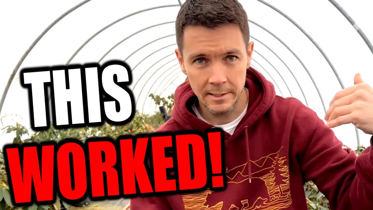 Rooting Fig Cuttings the Easy Way:  A Simple Propagation Method