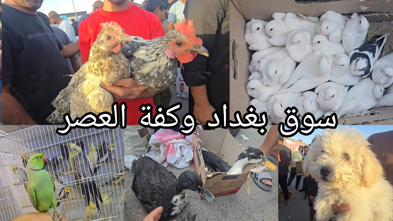 سوق بغداد لجديده وكفة العصر اهل الكراتين والخانات والجنابيز يوم الأحد 2025/10/12