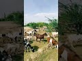 end me bakri ni TU Kamal krdiya Bhai #nature #villagelife ❤️