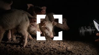 This is Animal Photojournalism screenshot 3