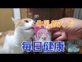 ドギーマンの「ねこちゃんの国産牛乳」をおやつのようにあげました。