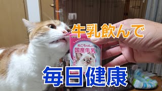 ドギーマンの「ねこちゃんの国産牛乳」をおやつのようにあげました。