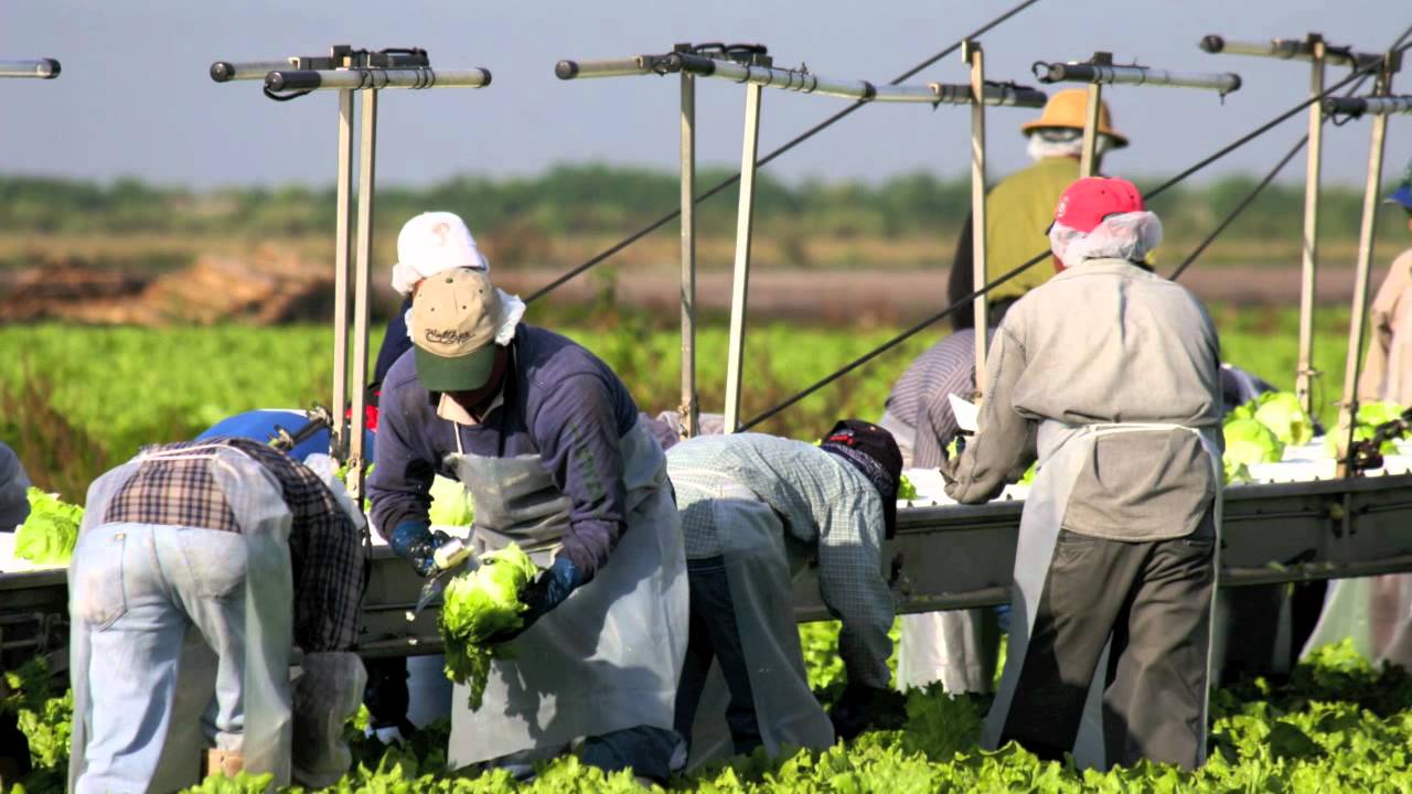 Duda Farm Fresh Foods Provides Benefits To Grower Partners YouTube