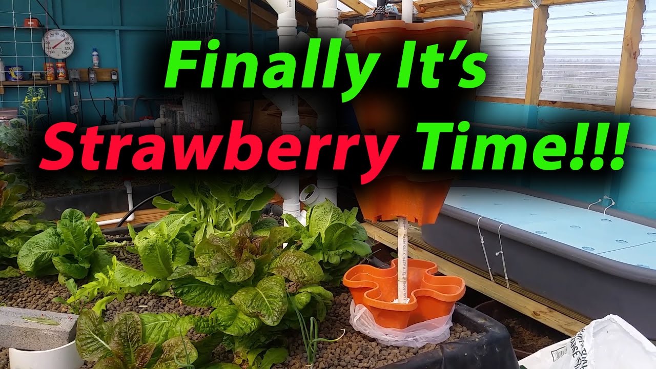 Growing Strawberries Organic NonGMO Seascape Strawberries YouTube