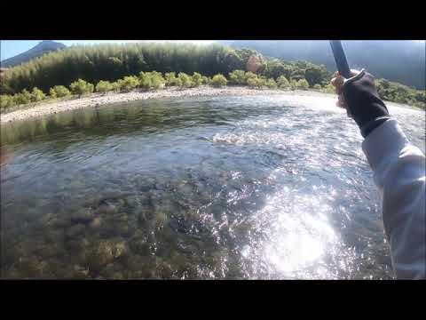 オトリ鮎の付け方 ハナカン 背針 逆針 オトリ鮎の泳がせ方 Youtube