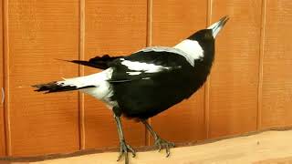 Bird singing nokia ringtone || talking bird