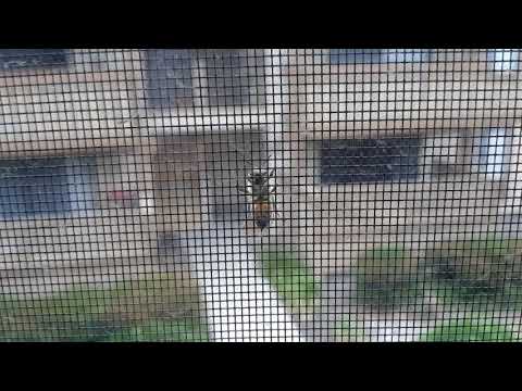 Bee Real Bee 벌 꿀벌