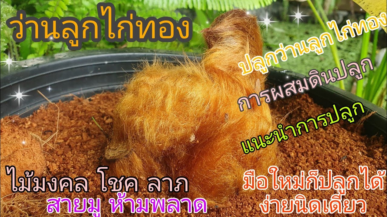 วิธีปลูกว่านลูกไก่ทอง ว่านมงคล รับโชค ลาภ #ว่านลูกไก่ทอง#ว่านไก่ทอง#ไม้มงคล #โชคลาภ