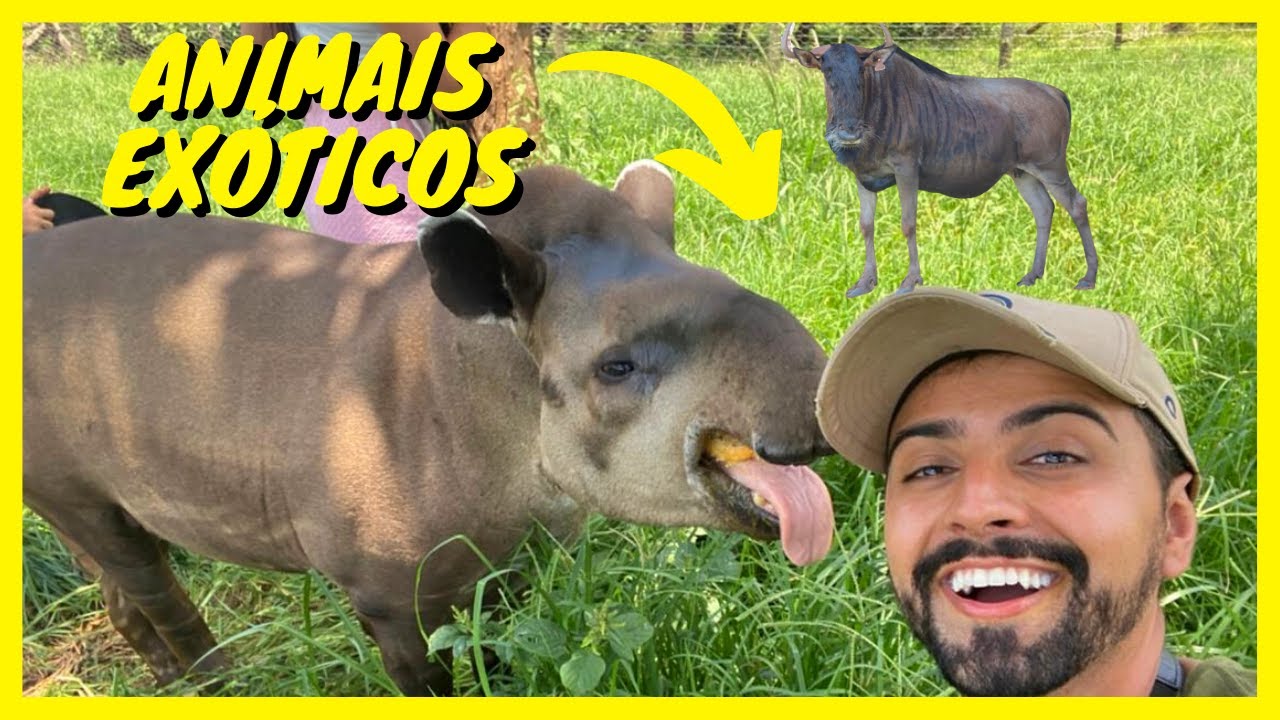 Fizemos um Safári em Goiás - Fazenda Serra Azul | Gutejando