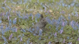 エゾリス駆ける、青い花 北海道浦臼町の神社