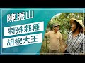 吃過胡椒，但是你有看過長在樹上的胡椒嗎？！台灣胡椒大王用這種栽種法，打造台灣最麻香的胡椒味！【草地狀元經典重現】