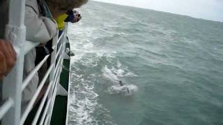 Dr. Srinand Mandyam Dolphins.AVI