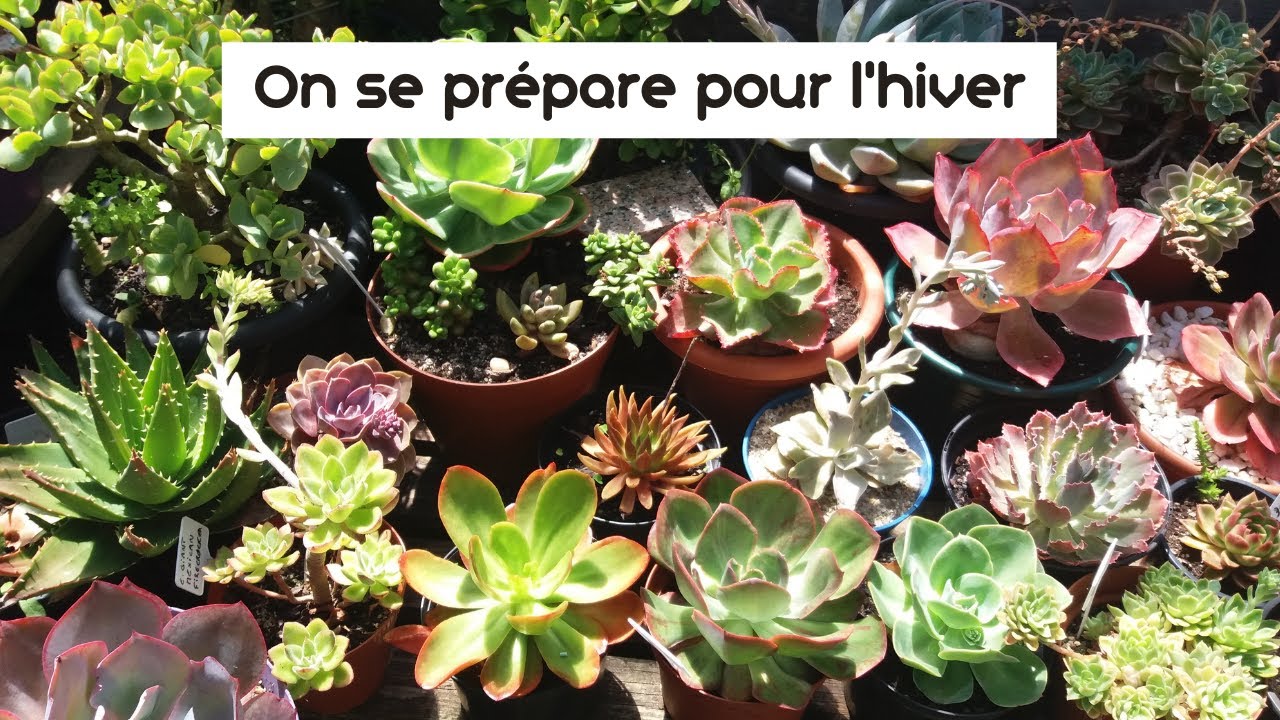 Je prépare mes succulentes pour l'hiver