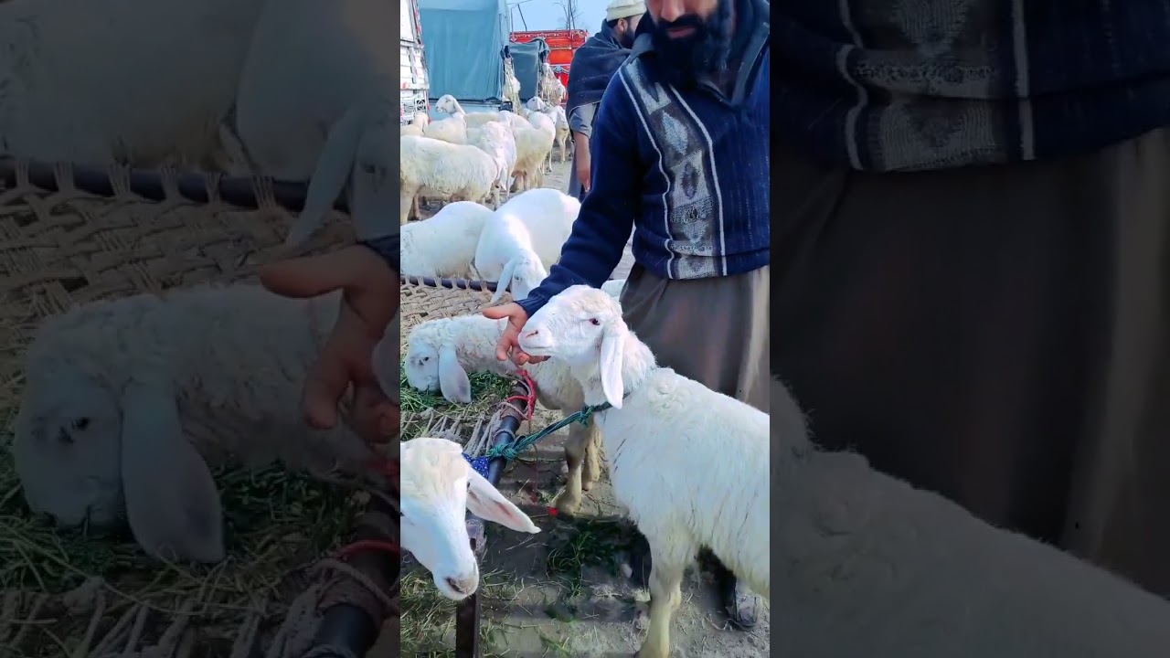 zero size Turkey dumba kids rates/Turkey dumba collection in Pakistan/Talagang dumba Mandi update/