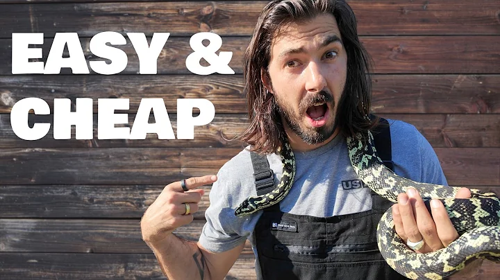 Building a Massive Bioactive Enclosure 🛠️ (It’s WAY Easier Than You Think)