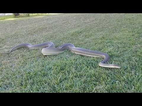 Natiri the Olive Python cruising around the front yard