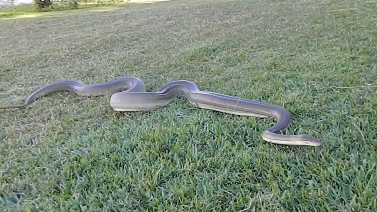 Natiri the Olive Python cruising around the front yard - YouTube