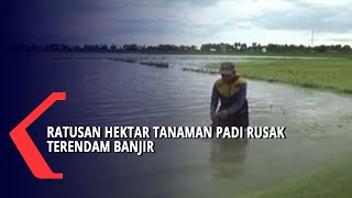 Ratusan Hektar Tanaman Padi Rusak Terendam Banjir