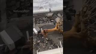 Cyclone Harry Hits Sicily: Massive Storm Surges Damage Coast