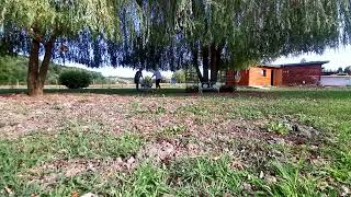 Parenje Pasa Dog Mating