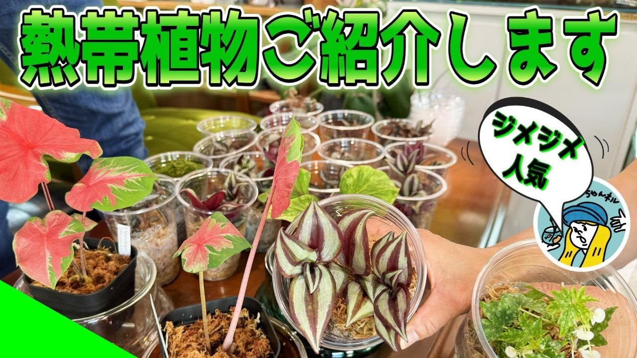 植物】ジメジメ系の植物ってどんなの？（魅惑の熱帯系の植物をご紹介し