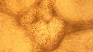 Beating Heart Tissue