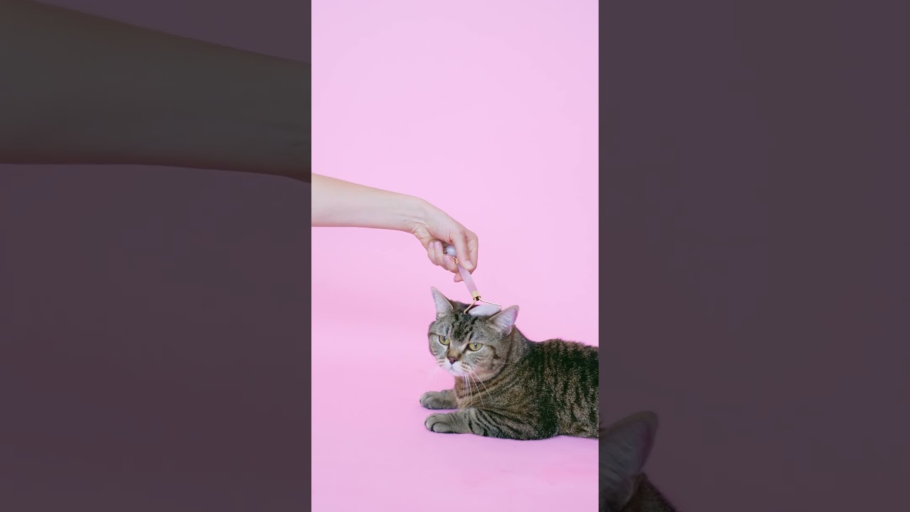 Funny Cat  #shorts #viral