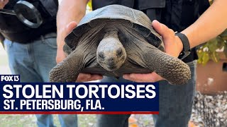 Florida man accused of stealing 2 endangered tortoises, 1 found dead