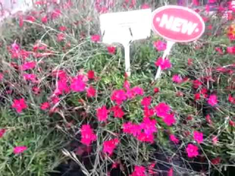 Dianthus deltoides