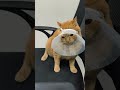 عماله يوميه وبيشتغل بالحلال،بواقي زيت السمك بواقي زيت الفراخ #cats #قطط #veterinary #pets #funnycats